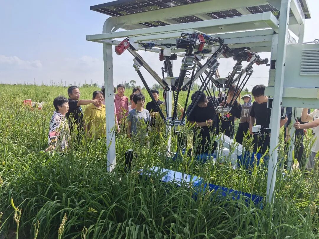 图为首款黄花菜智能采摘机器人作业中。